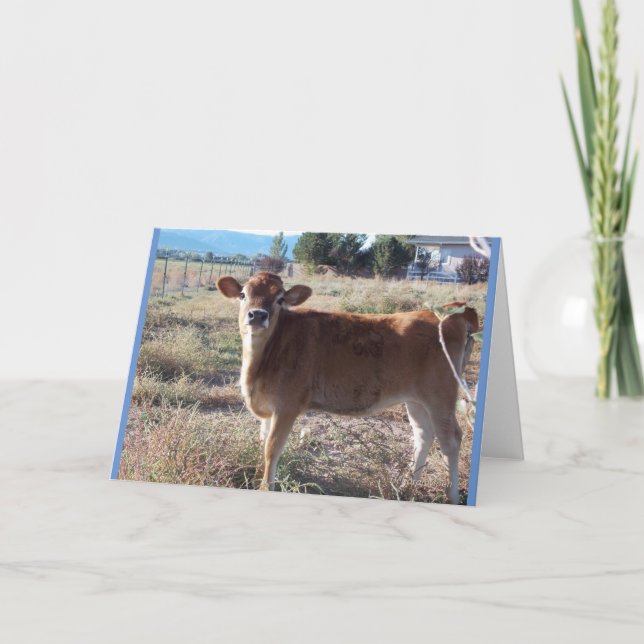 Carte de voeux Little Jersey Cow (Devant)