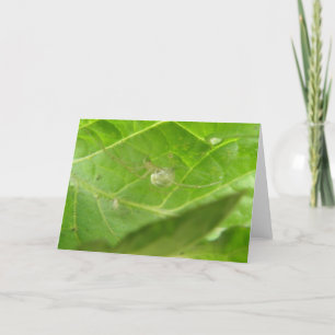 Carte de voeux Little Spider