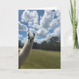carte de voeux llama (bonjour à l'intérieur)