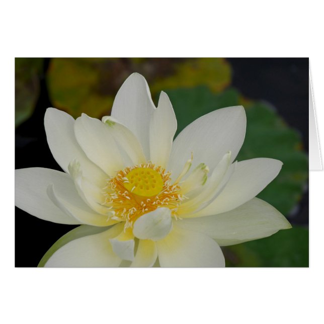 Carte de voeux Magnificient Lotus (Devant horizontal)