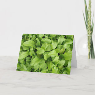 Carte de voeux Marigold Seedlings