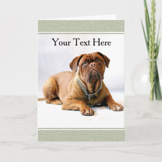 Carte de vœux Mastiff / Chien sur Fond Blanc
