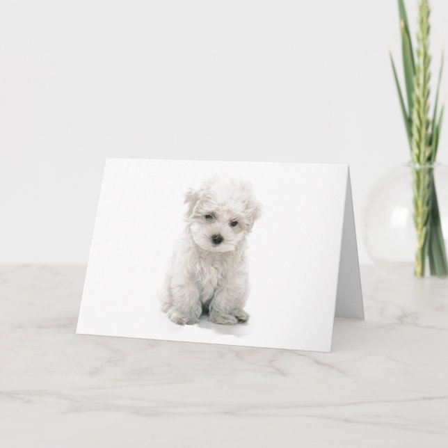 Carte de voeux mignonne de Bichon Frise (Devant)
