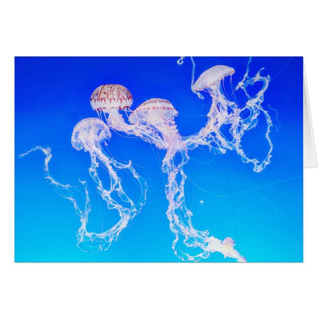 Carte de voeux Monterey Jellyfish (Devant horizontal)