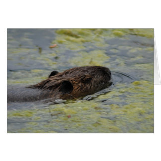 Carte de voeux "Nage Nutria"