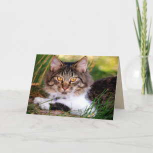 carte de voeux nature cat