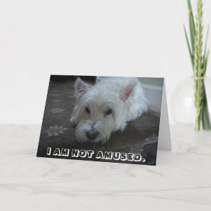 Carte de voeux non amusée de photo de Westie