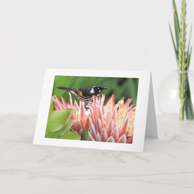 Carte de voeux - Nouveau Honeyeater Holland sur Pr (Devant)