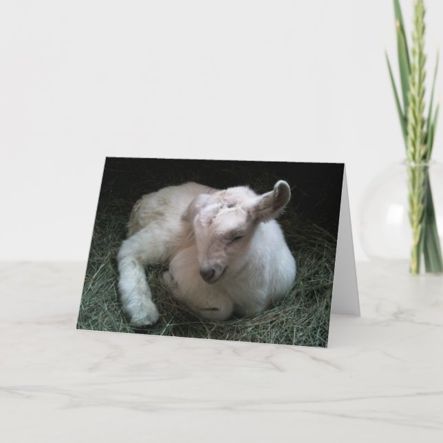 Carte de voeux nouveau-née d'enfant de chèvre (Devant)