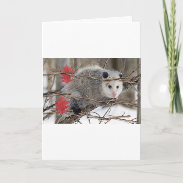 Carte de voeux Opossum Nature (Devant)