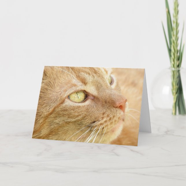 Carte de voeux Orange Tabby (Devant)