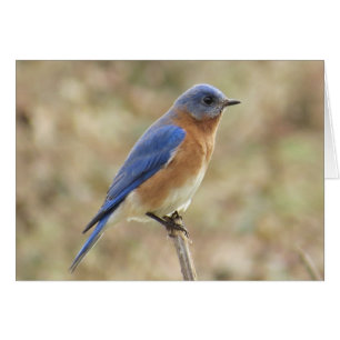 Carte de voeux orientale d'oiseau bleu