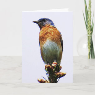 Carte de voeux orientale d'oiseau bleu