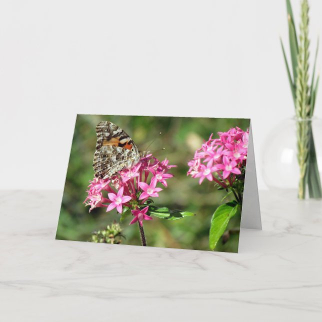 Carte de voeux Painted Lady on Pentas (8999) (Devant)