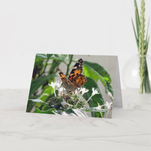 Carte de voeux Painted Lady on Pentas (9862)