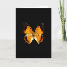 Carte de voeux Papillon Charax à bordure noire