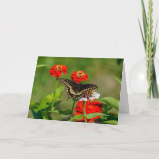 Carte de voeux - Papillon dans le jardin à Stowe