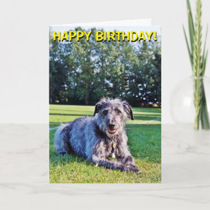 Carte de voeux personnalisable de lurcher gris