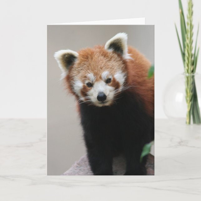 Carte de voeux personnalisable Red Panda (Devant)