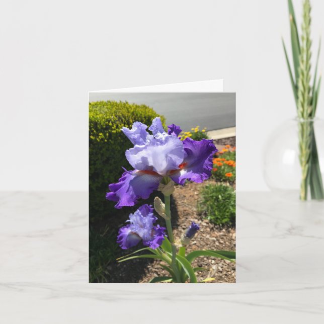 Carte de vœux personnalisée Iris à barbe pourpre (Devant)