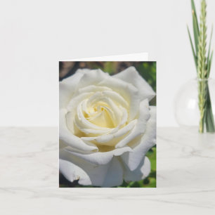 Carte de voeux personnalisée Rose blanche