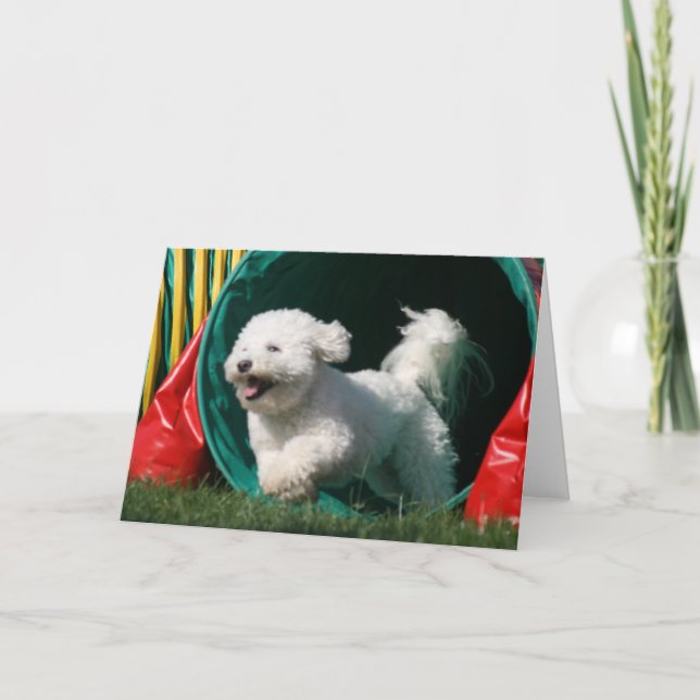 Carte de voeux photo "Bichon Frise Agility" (Devant)