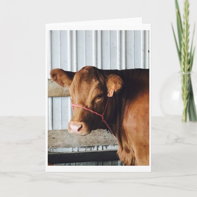 Carte de voeux photo "Calf at the Fair" (Devant)
