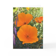 Carte de voeux photo California Poppy