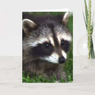 Carte de voeux photo Raccoon