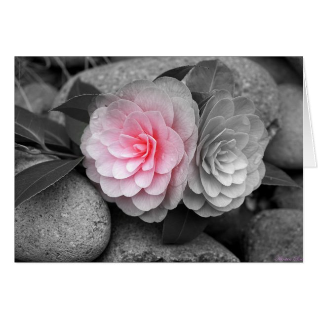 Carte de voeux Pink Camellias (Devant horizontal)
