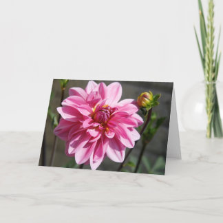 Carte de voeux Pink Dahlia