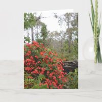 CARTE DE VOEUX - plante grimpante de corail