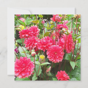 Carte de voeux Plat Dahlias Rose Profond