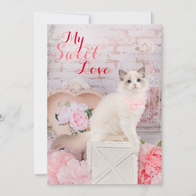 Carte de vœux plate de chaton Ragdoll pour les fêt (Devant)