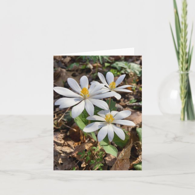 Carte de voeux pliée avec photo fleur sauvage (Devant)