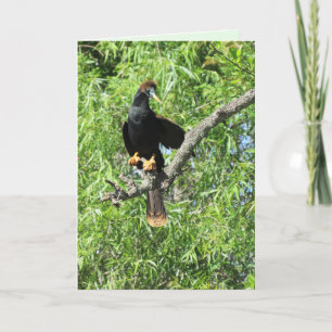 Carte de voeux pliée pour le mâle Anhinga (alias S