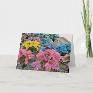 Carte de vœux poinsettia