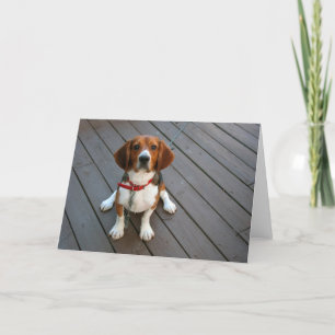 Carte de voeux pour Beagle Pup