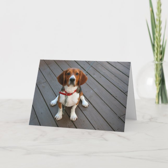 Carte de voeux pour Beagle Pup (Devant)