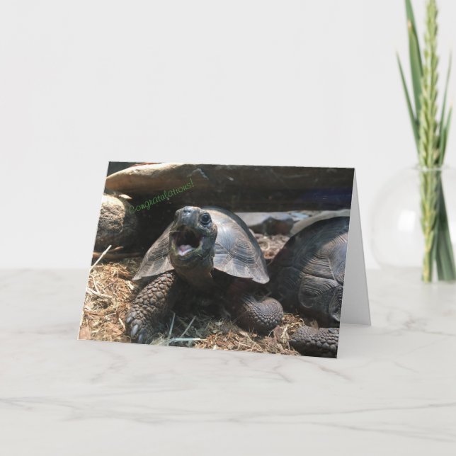 carte de voeux pour bébés tortue (félicitations) (Devant)