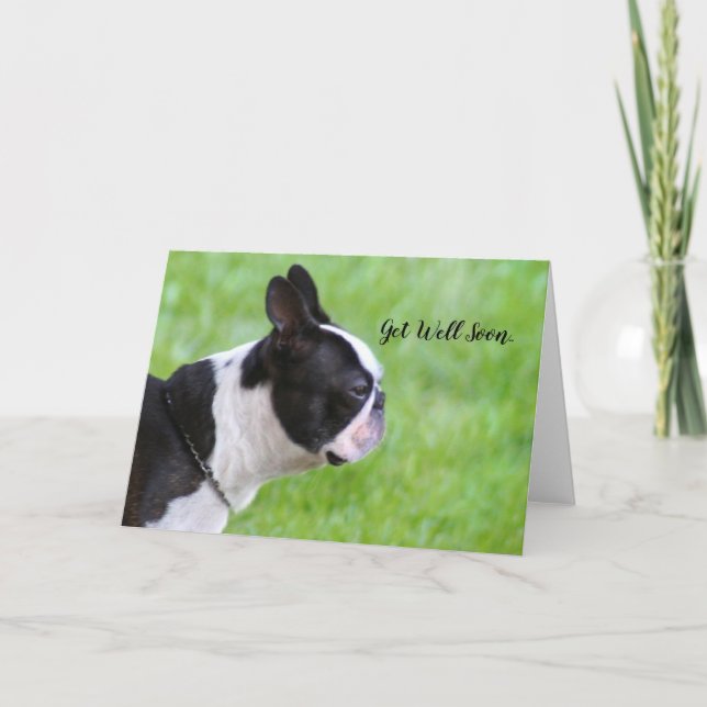 Carte de vœux pour Boston Terrier 'Prompt rétablis (Devant)