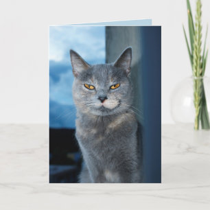 Carte de voeux pour chat cool