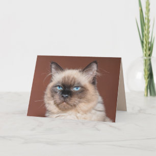 Carte de voeux pour chat siamois