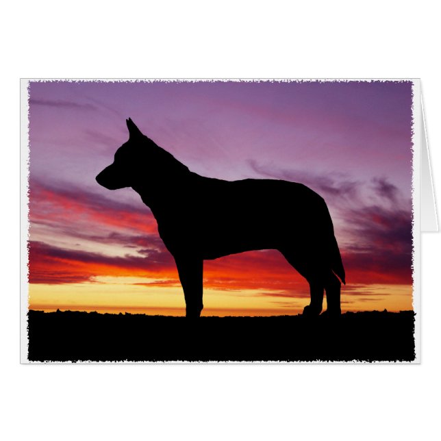 Carte de voeux pour chien de bétail australien (Devant horizontal)