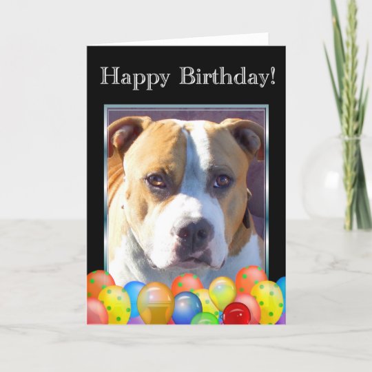 Carte De Voeux Pour Chien Pitbull D Anniversaire H Zazzle Ch