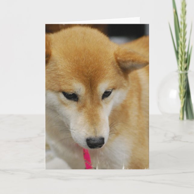 Carte de voeux pour chien Shiba Inu (Devant)