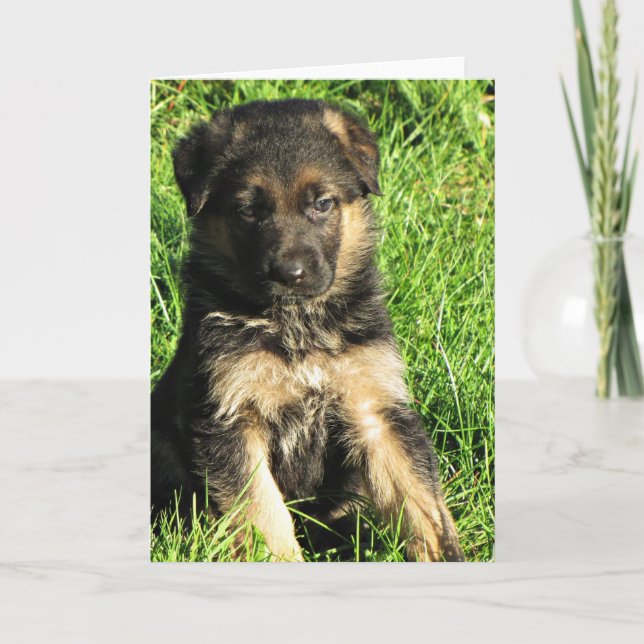 Carte de voeux pour chiot berger allemand (Devant)