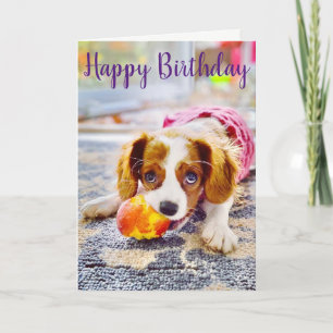 Carte de vœux pour chiot Cavalier King Charles