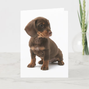 Carte de voeux pour chiot Dachshund