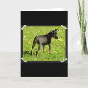 Carte de voeux pour Chiots Doberman